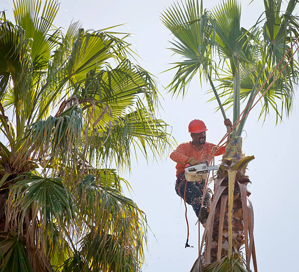 Best Tree Root Removal  in Patterson, CA